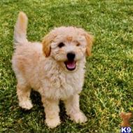 goldendoodles puppy posted by NEW PUPPIES